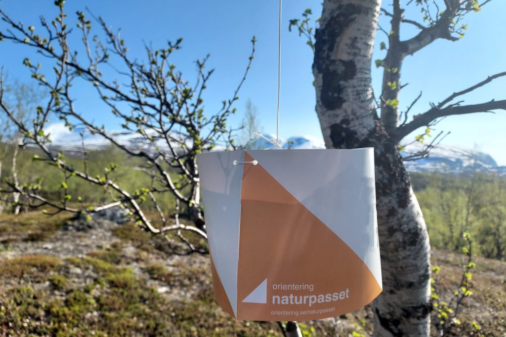 Rödvit orienteringsskärm som hänger i en fjällbjörk med fjällmassiv i bakgrunden.
